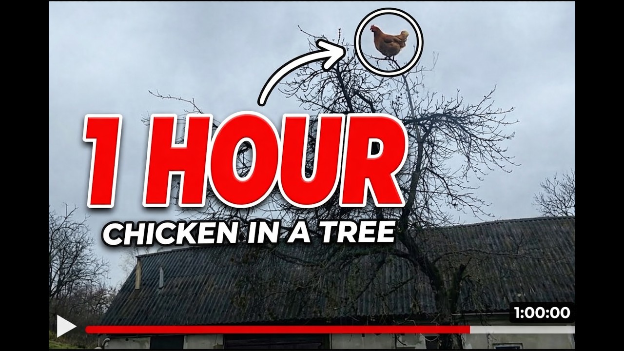 Screaming chicken on tree meme 1 Hour - YouTube