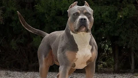 How to know if you have a REAL American bully! - DayDayNews