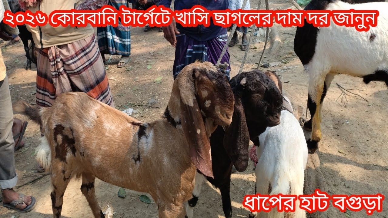 উন্নত জাতের কালারফুল খামার উপযোগী ছাগলের দাম দর জানুন||ছাগলের দাম দর-২৬||ধাপের হাট বগুড়া||Goat price