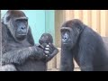 荒ぶる長男から赤ちゃんゴリラを守る母ゲンキと父モモタロウ⭐️Gorilla【京都市動物園】Genki and Momotaro protect thier baby from  Gentaro.