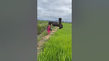 #short Big Anaconda Snake on Video 1 🐍 #snake #shorts #anaconda #python