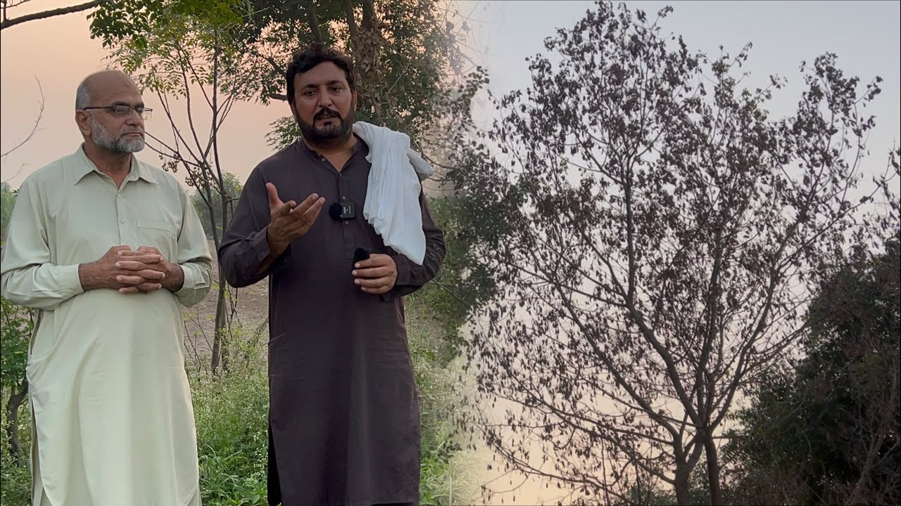 Rukhan de doctor aay | Tahli da ilaaj | Kehre Rukh laany chai de | Anjum Saroya