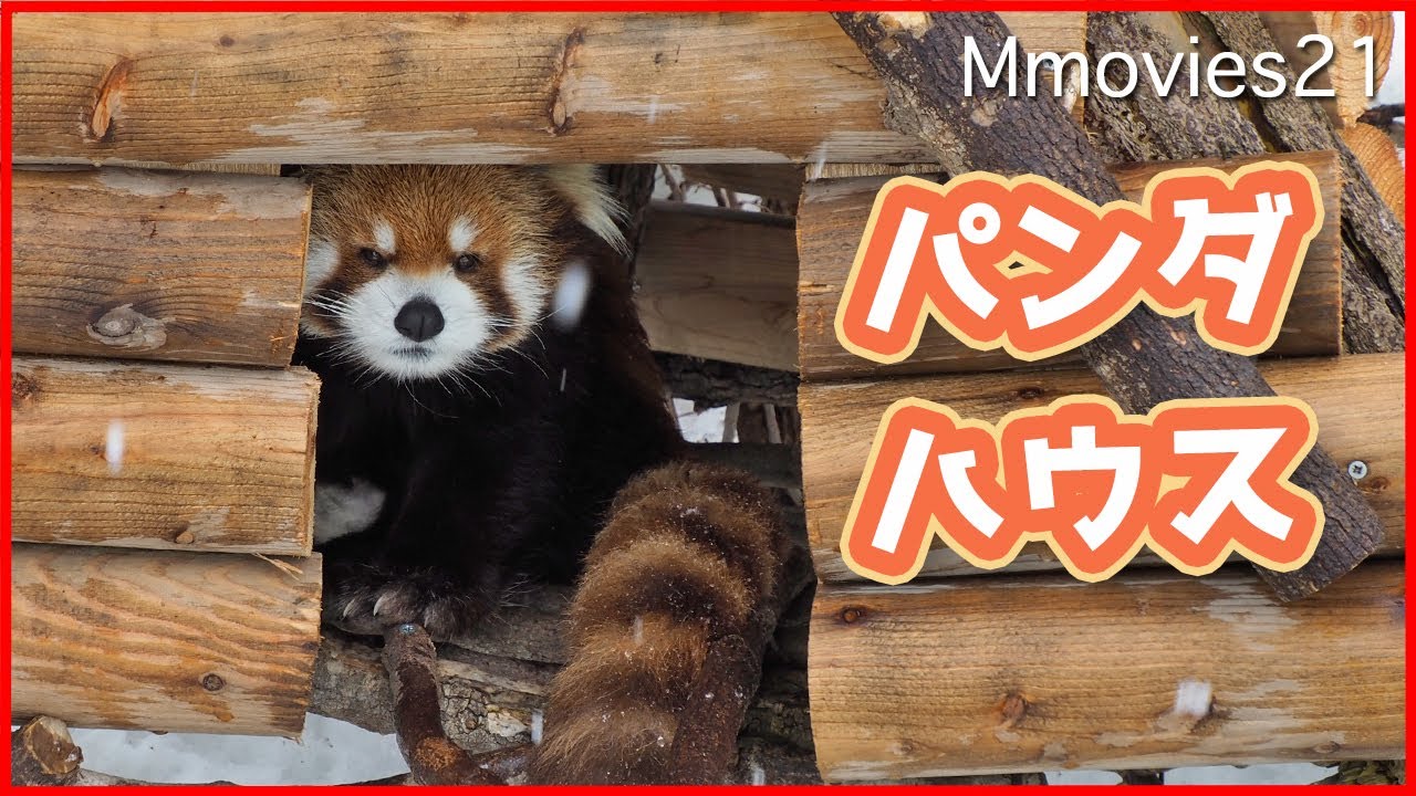 ハウスからこんにちは レッサーパンダがひょっこり顔出し Red Panda House Youtube