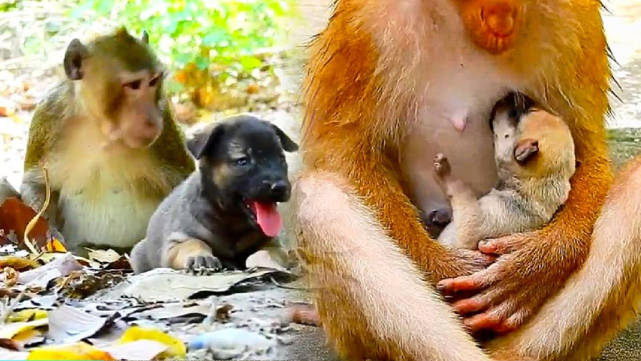 The female monkey stole a puppy and adopted it as her own
