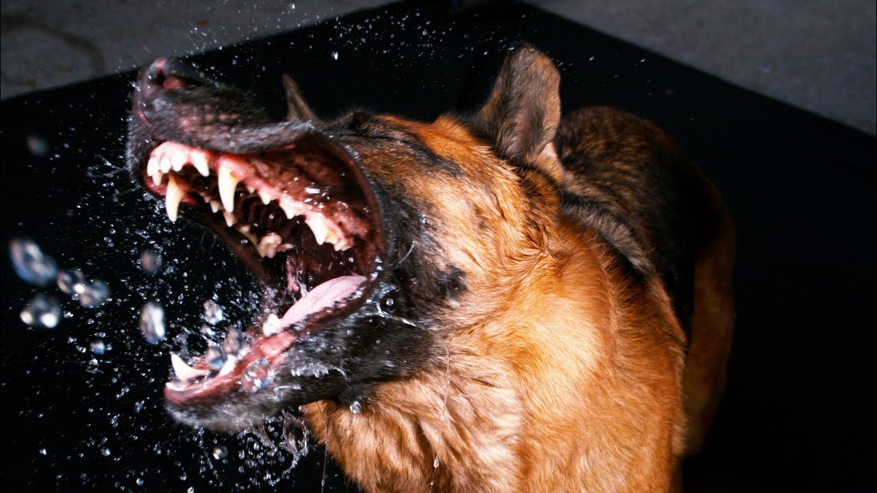 Water Trick Catch - German Shepherd April - [ 4K Slow Motion ]