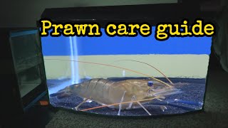 Do not eat these Prawns! Put them in your aquarium instead! How to keep a prawn as a pet!