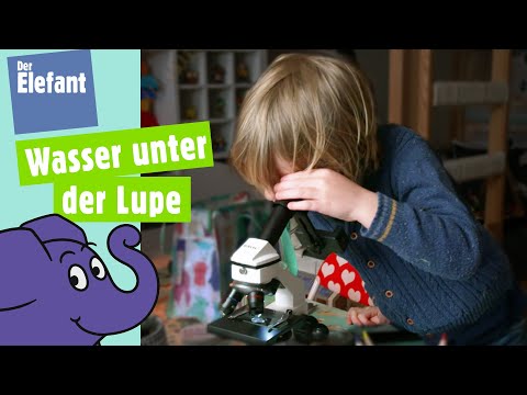 Was ist ein Pantoffeltierchen? | Der Elefant | WDR