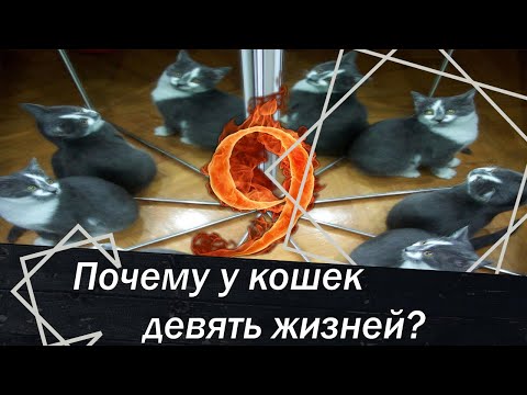 Почему у кошек девять жизней