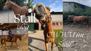 OWWM im Stall - von Sattler bis Happy hat Panik vor Wildschweinen 🤯😳