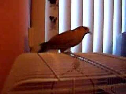 Laughing Dove