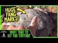 WHAT TRIED TO EAT THIS TORTOISE? Herping Utah with Clint’s Reptiles, Brian Kusko, & Garrett Hartle!