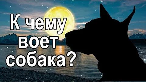 Если воет собака - что это значит и как отвести беду?