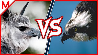 25Harpy Eagle vs Osprey | +Sea vs Giant Otter winner