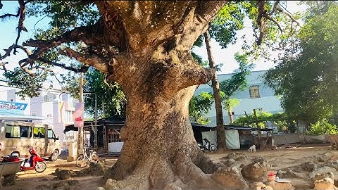 Cây Dầu Khổng Lồ Hơn 800 Tuổi Tại TP Trà Vinh #útlinh #câydầudù