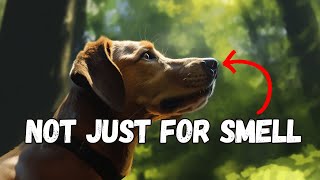 When Dogs Unleash Their Superpowers (insane dog abilities) by The Smart Canine 215 views 6 months ago 10 minutes, 28 seconds