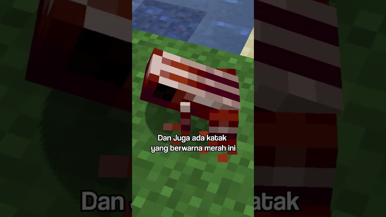 Jangan Pukul Katak Di Minecraft
