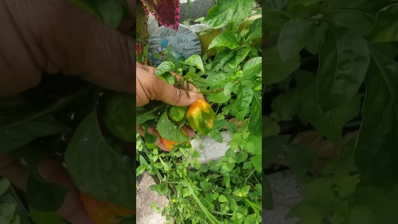 Факты о ямайских перцах сорта «скотч боннет»