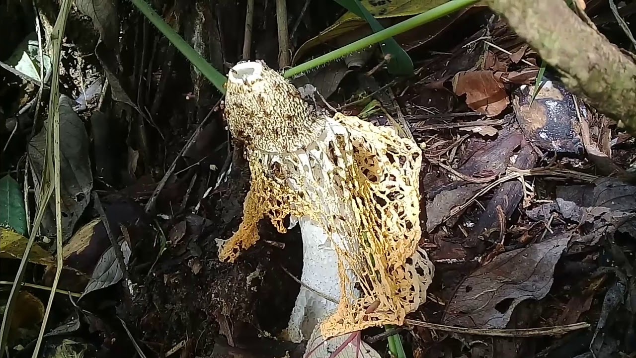 cobra mushroom snake mushroom mushroom sri lankan mushroom srilankan srilankankanmushroom