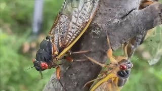 'Ridiculously early' Missouri cicada emergence could start this week