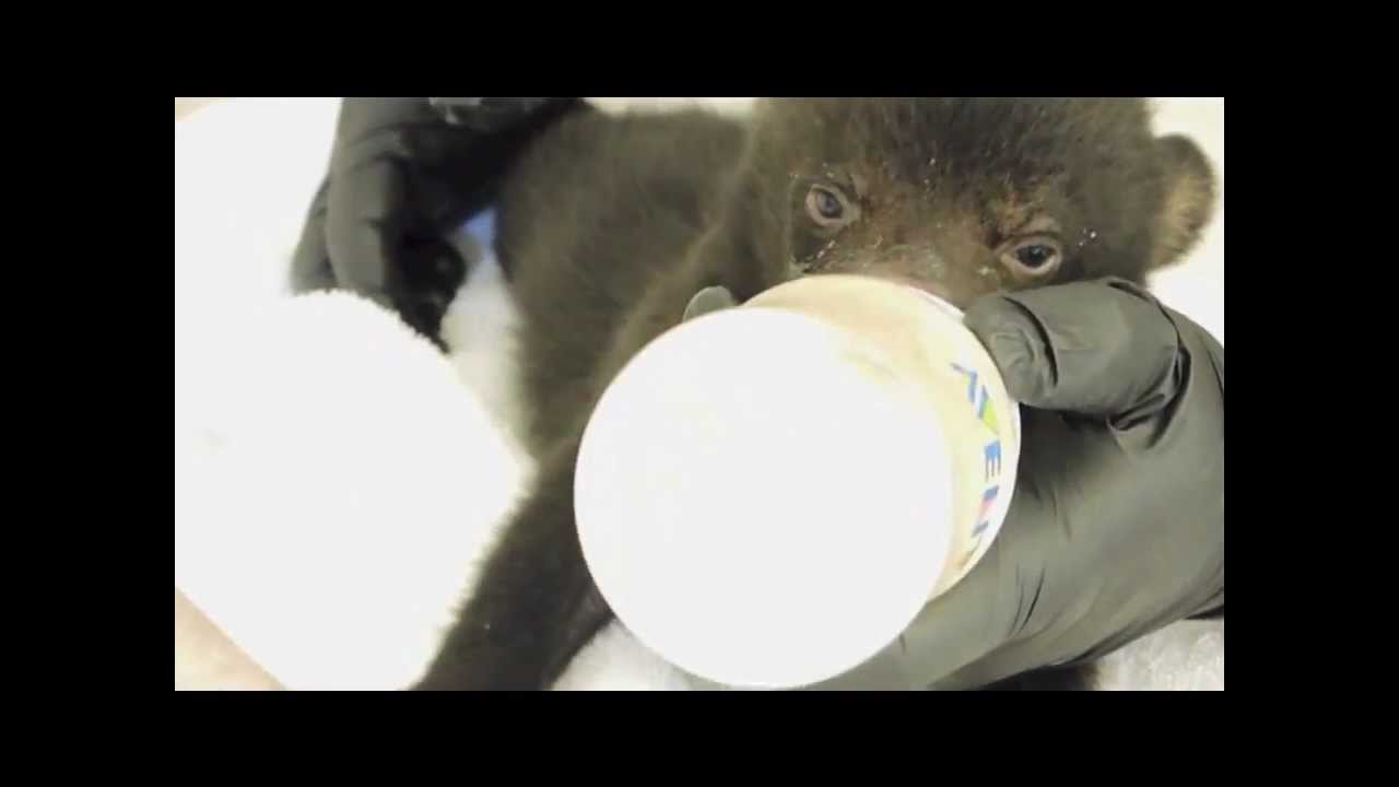 Bennie and Jerry Bear: Black on White_031613