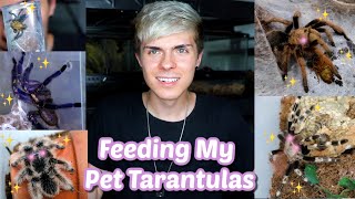 Feeding My 10 Pet Tarantulas!!!