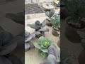 Cauliflower Growth Update in Terrace Garden | Healthy Plants Progress | Jeet Vlog 3.0