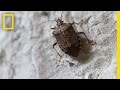 Invasive Stink Bugs: Impacts and Management Strategies