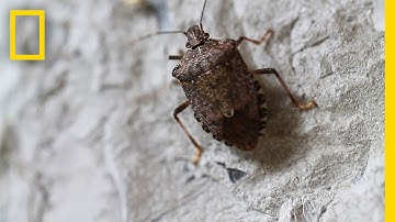 Fighting the Invasive Stinkbug | National Geographic
