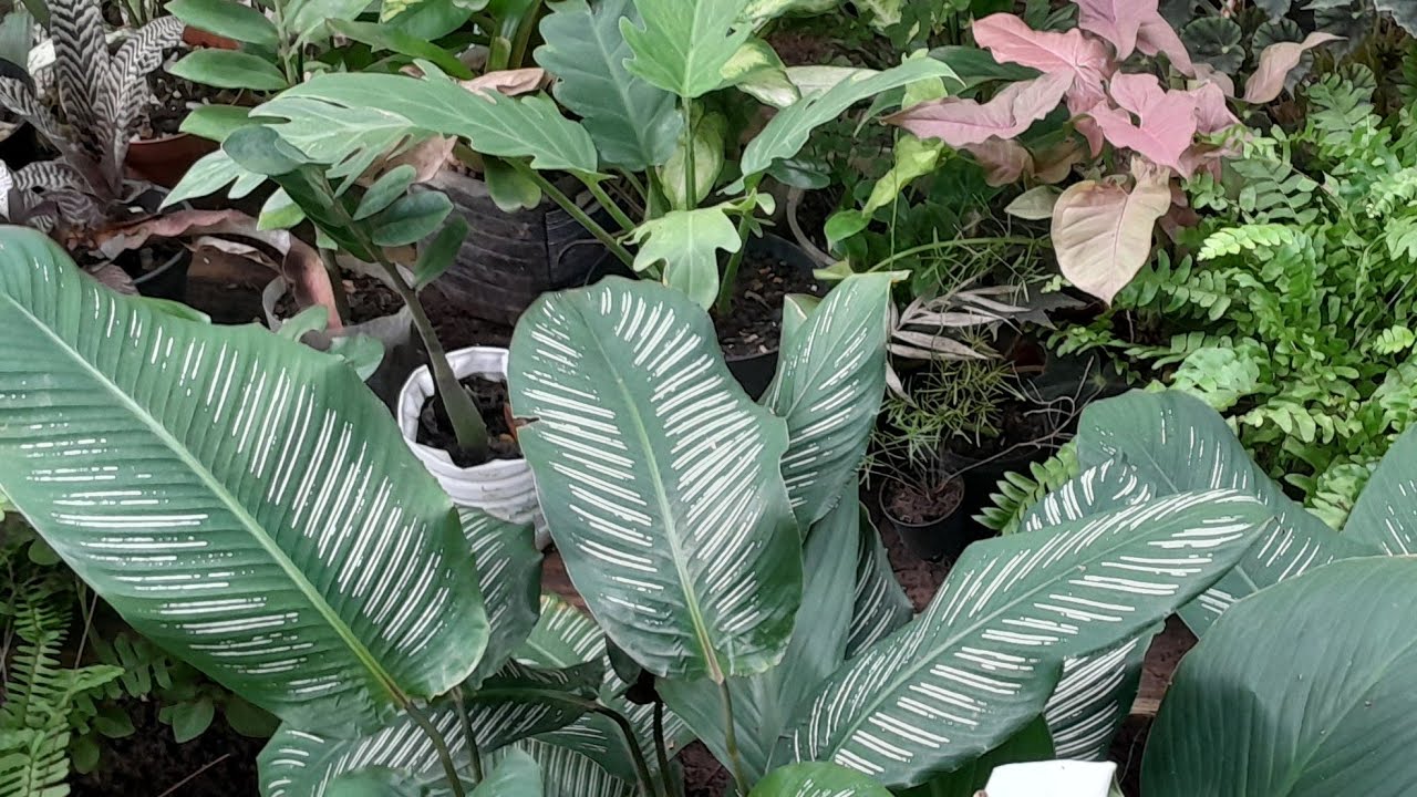 CONHEÇA MINHAS PLANTAS  #TUOR COMPLETO  :COM A DEJA DE SERGIPE 