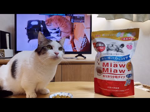 猫がCMに少しだけ出演しました