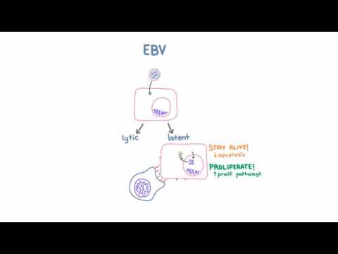 Epstein Barr Virus (EBV) and Cancer