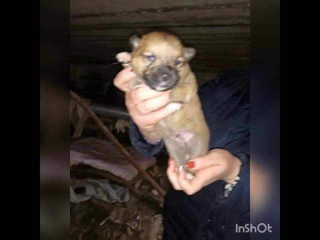 Якутск Щенки в беде.