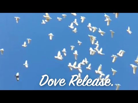 White Dove Release Of A Flock Of 100 White doves for services.