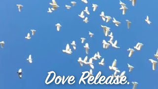 White Dove Release Of A Flock Of 100 White doves for services.