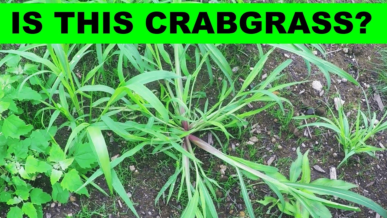 How To Identify Crabgrass In Your Lawn Youtube