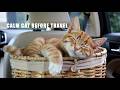 Relax Your Cat Before a Trip 🐾 30 MIN Anti-Stress Music for Cats