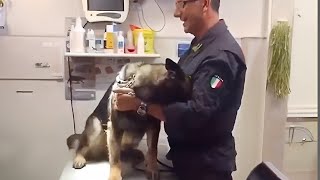 Even the Police dogs turn small at the vet Funny Pet Video