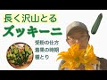 長く沢山とる！ズッキーニの受粉の仕方