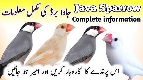 java breeding tips  | java bird egg hatching time | java breeding information