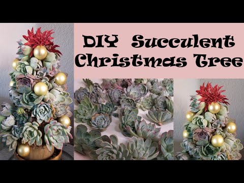 Video: Succulent Christmas Orices - Làm đồ trang trí bằng những quả mọng nước