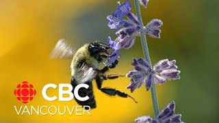 Nonnative bees swarm Lower Mainland, UBC survey finds