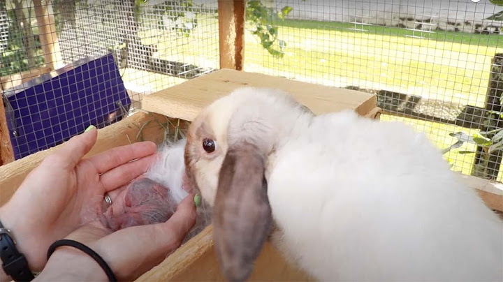 New Baby Bunnies!! How many can a rabbit have?!