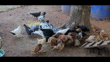 MUS SAIB ME NYUAM QAIB THIAB NQUAB NAWB