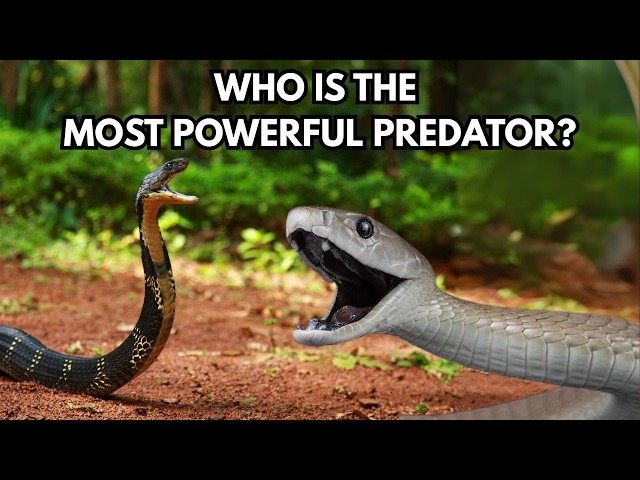 Black Mamba Snake Vs King Cobra Kobra Kolorowanka