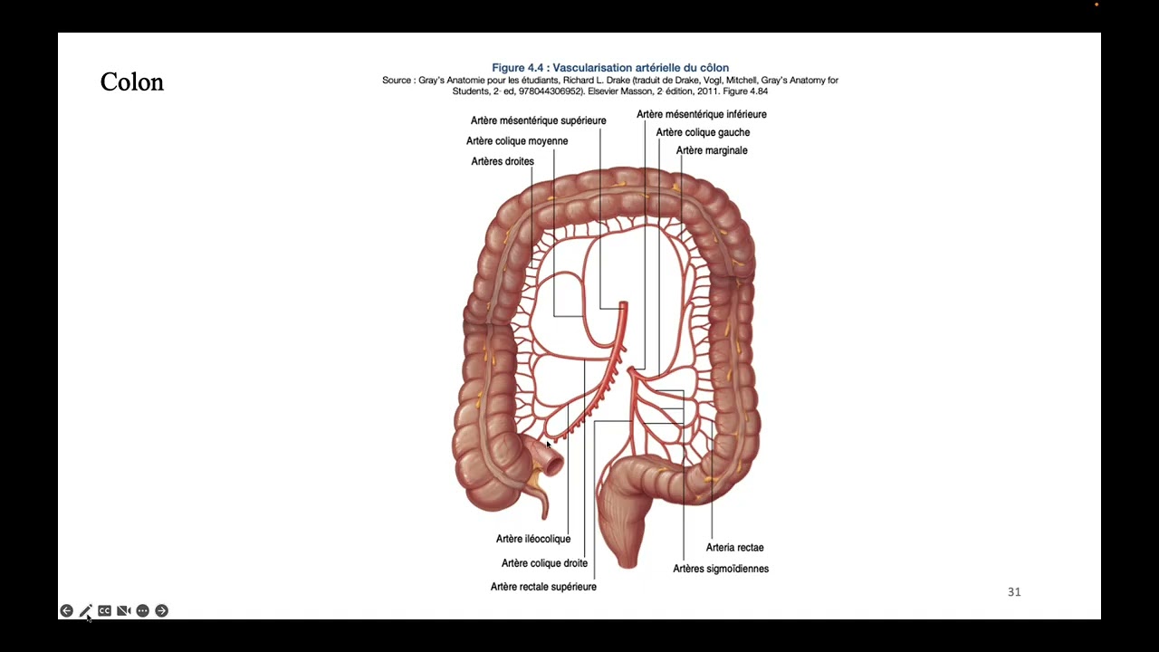 Anatomie appareil digestif - DFGSM2