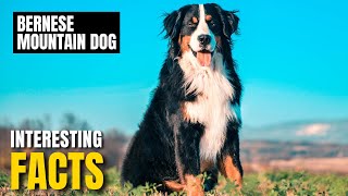 Amazing facts of Bernese Mountain Dog | Interesting Facts | The Beast World