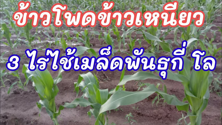 ปลูกข้าวโพด 1 ไร่ ใช้เมล็ดพันธุ์ กี่ กิโล