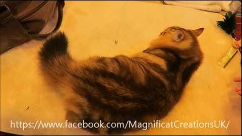 Magnificat Simba Rocket Fuel