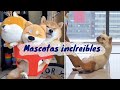 Entretenimiento mascotas, Tik tok animales chistosos y divertidos EP: 3 😊❤😊❤😊