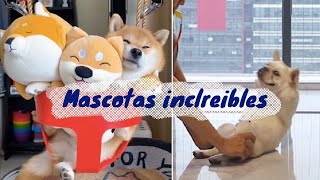 Entretenimiento mascotas, Tik tok animales chistosos y divertidos EP: 3 ❤❤